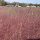 테라