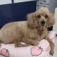 됴톨