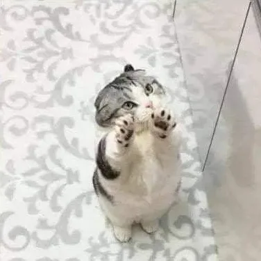 고양이귀여워
