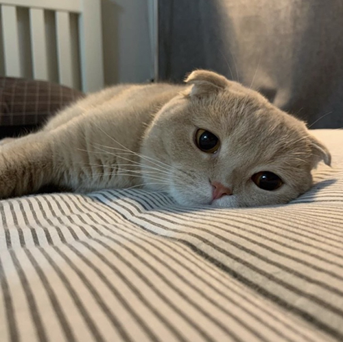 듀듀