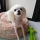 라일리