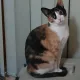 보리네
