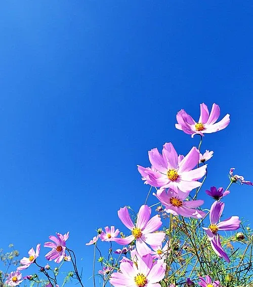 코스모스레몬