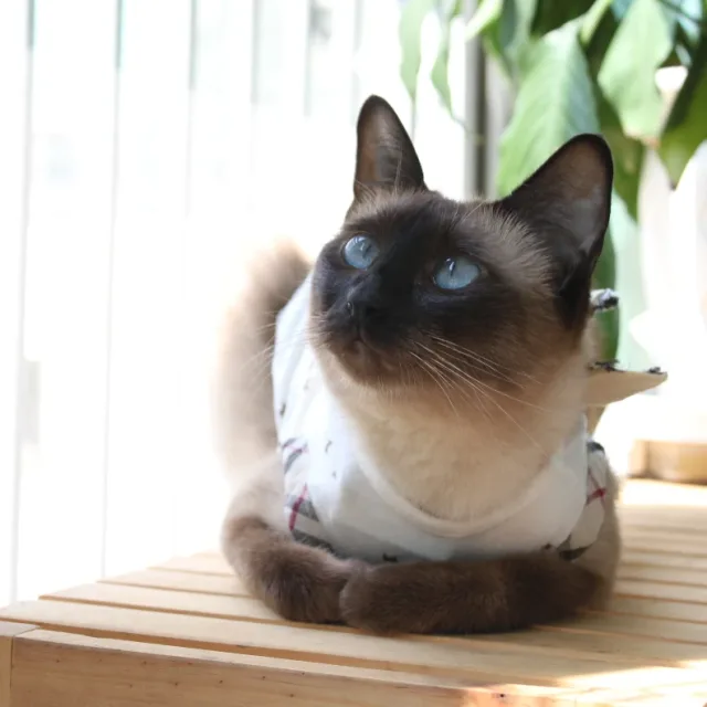 노랑이네