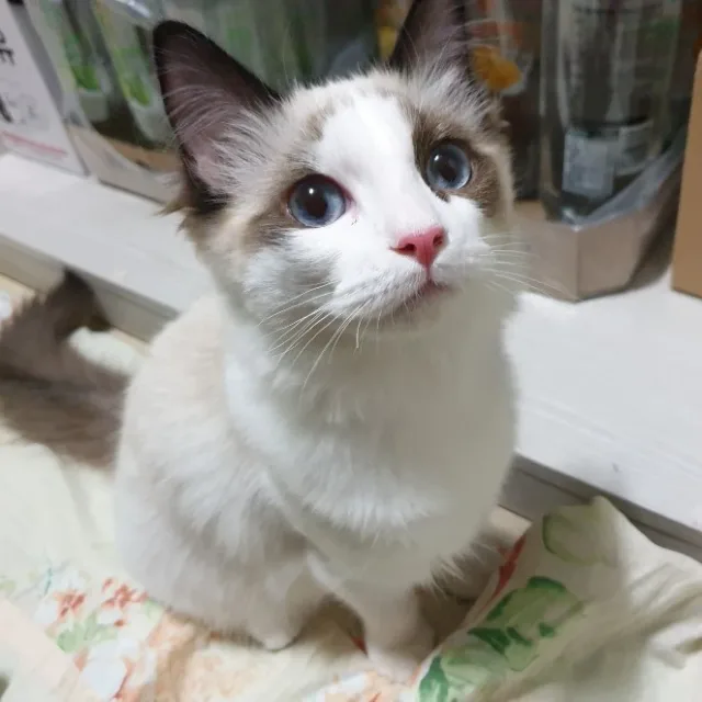 손코네리