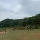 뽱배