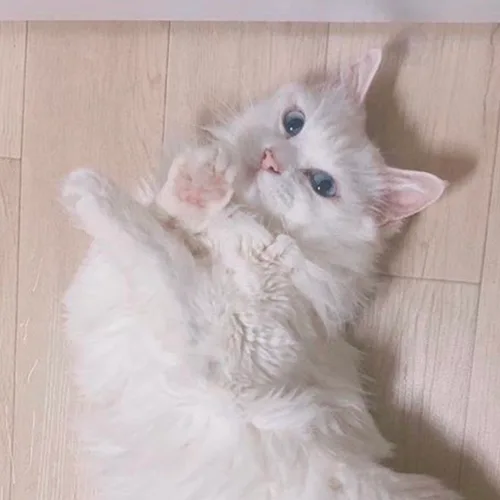 캔따개