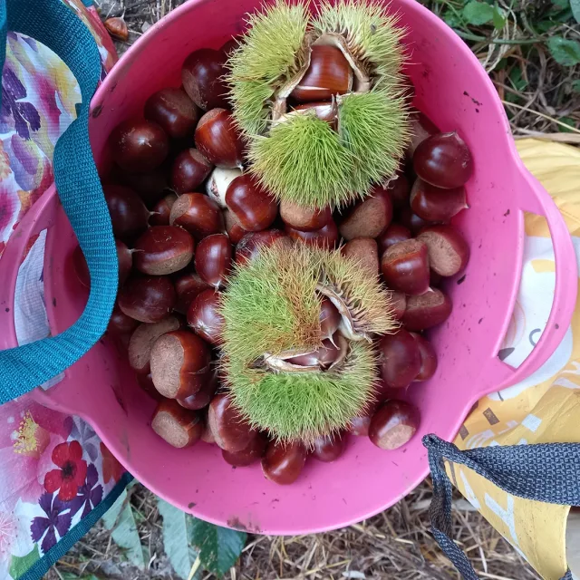김복자