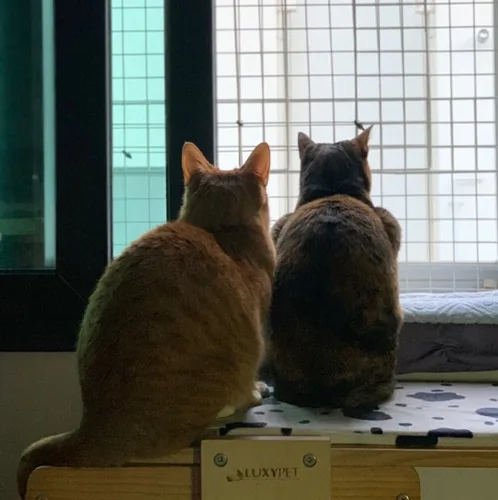 사다드