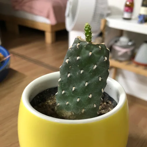 딱지야반가워