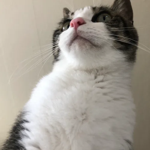 보리꼬리