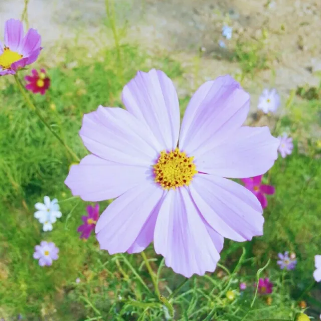 코스모스