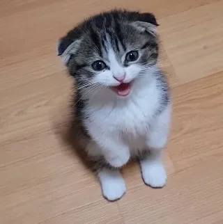 초코