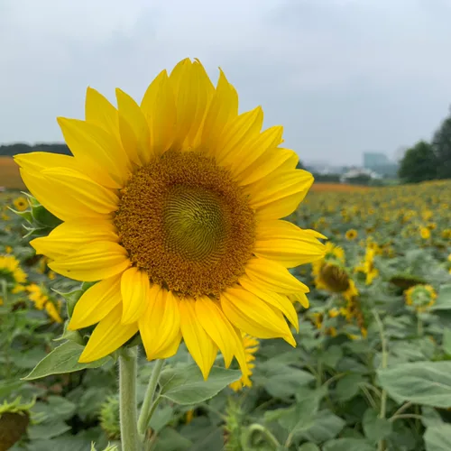 백만