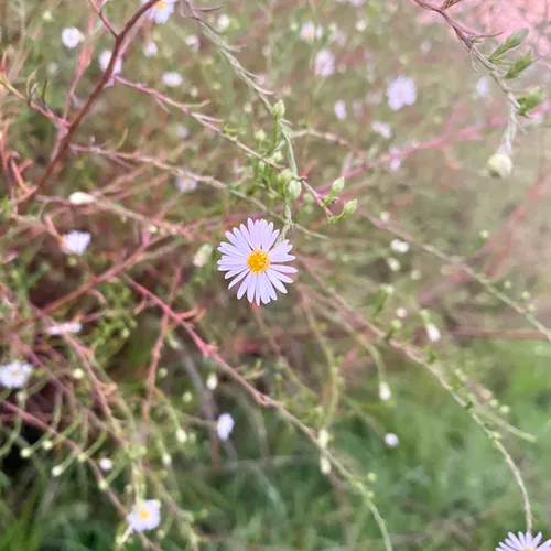 찌리찌리뽕