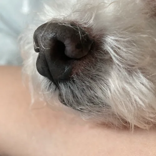 모모