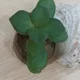 아롱다롱이
