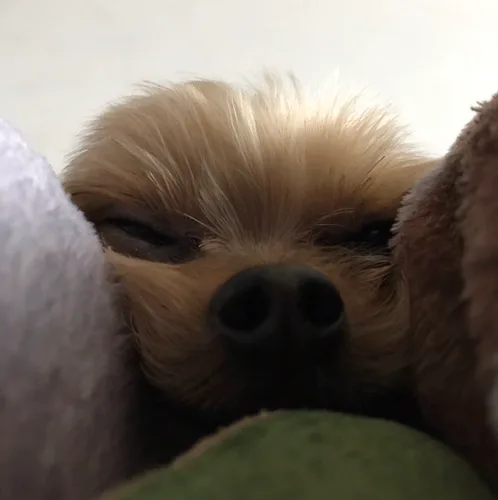 단호박마켓