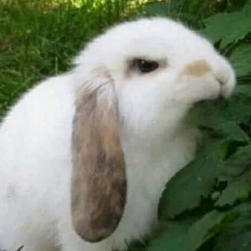 표토끼