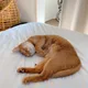 복숭화