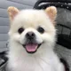 뭉치꼬