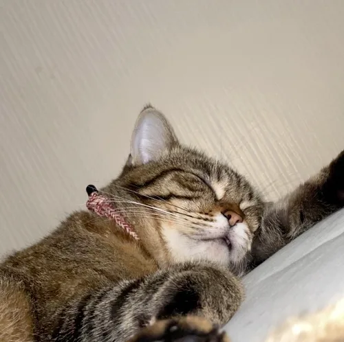 걸이요