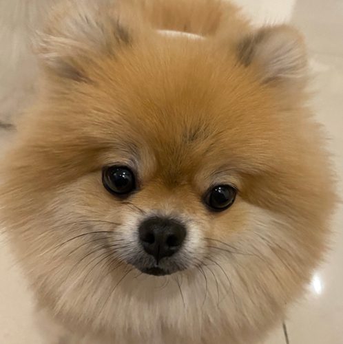 호잉