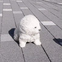 슈룹