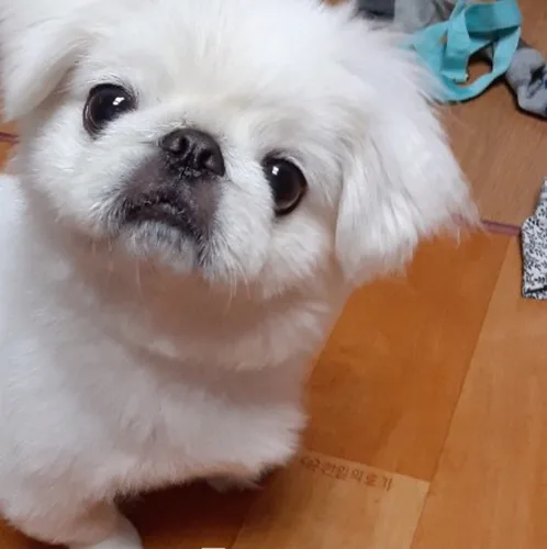 새별누나