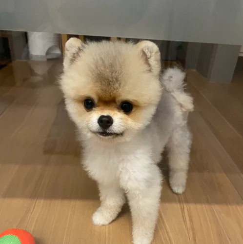 라떼