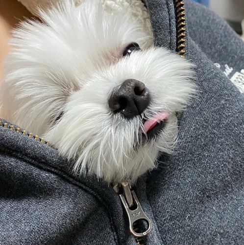 빨간당근