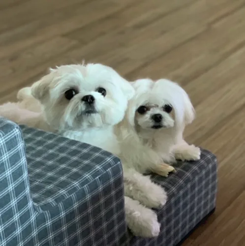 레아