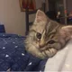 솔라씨