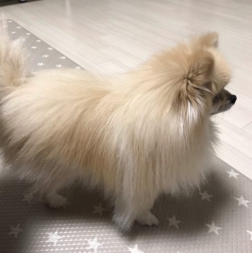 효리언니
