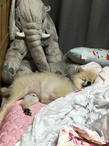 호두마룽