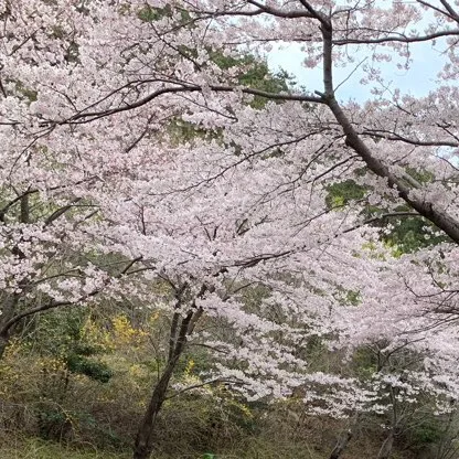 나무야