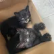 복대동잡스