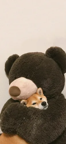 곰돌