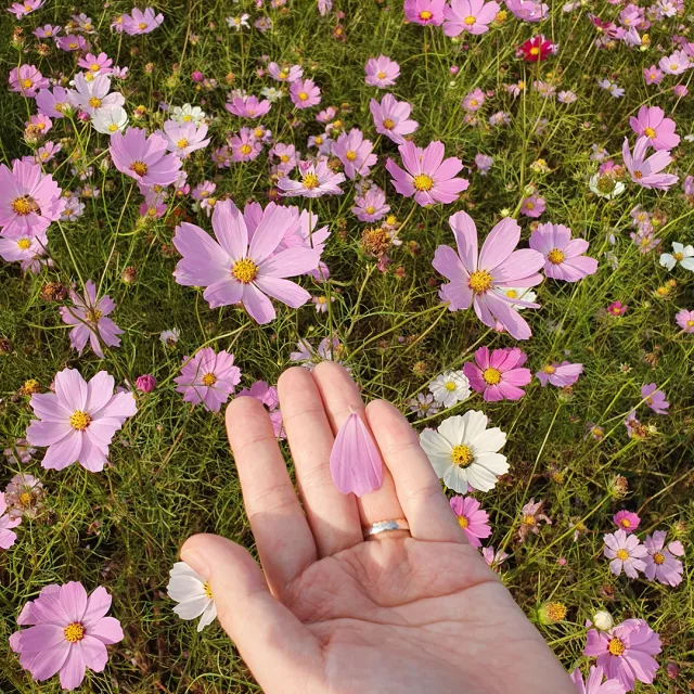 긍정이