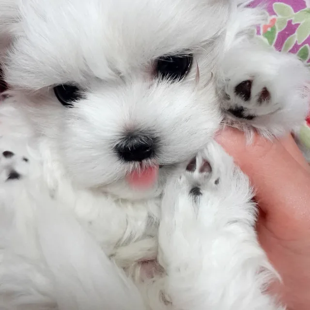 이브