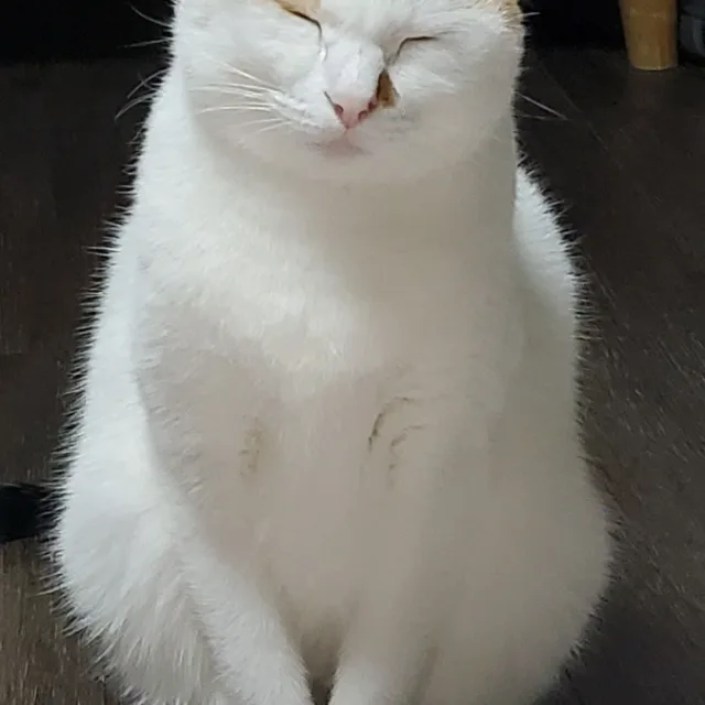 오토리파파