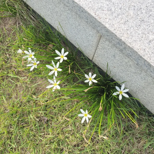 나무