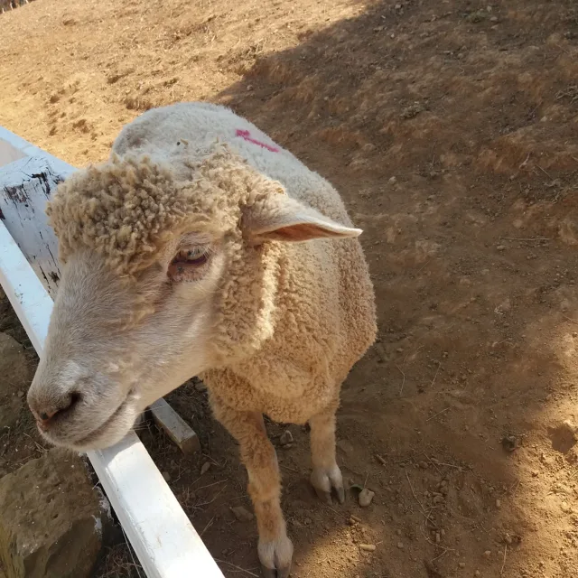 지애네