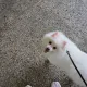 조단