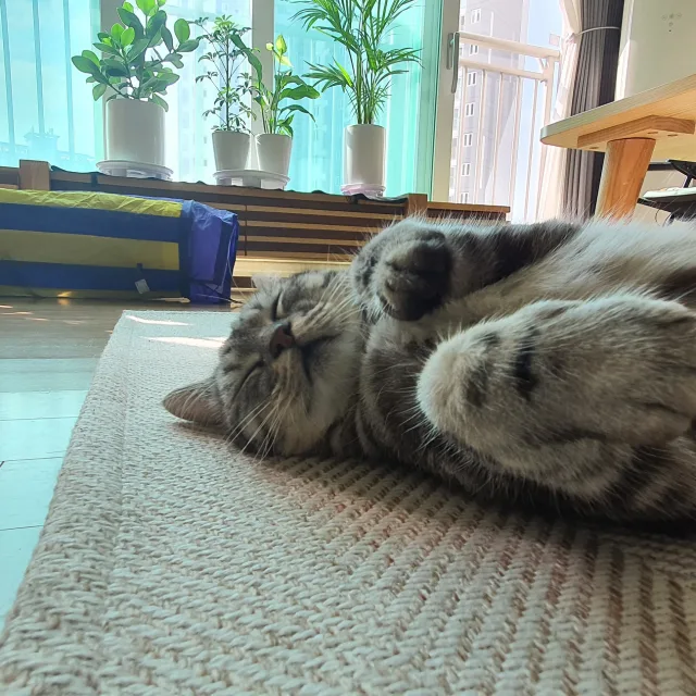 살려줘