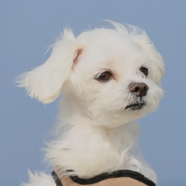 파인애플