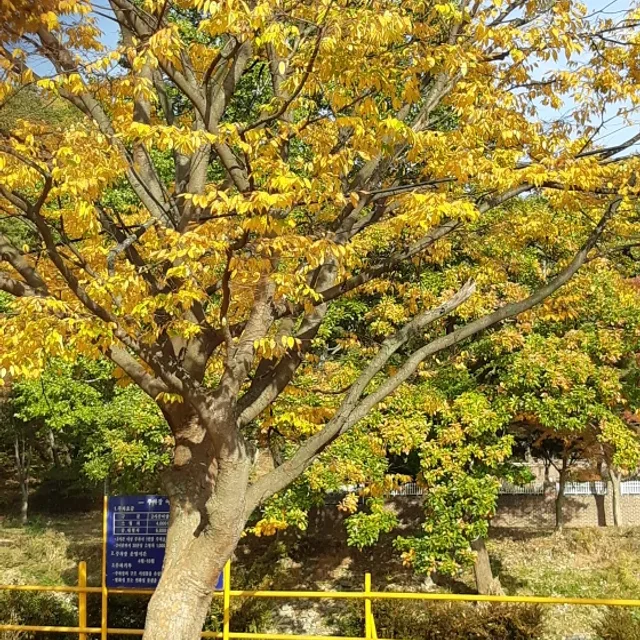 무니맘
