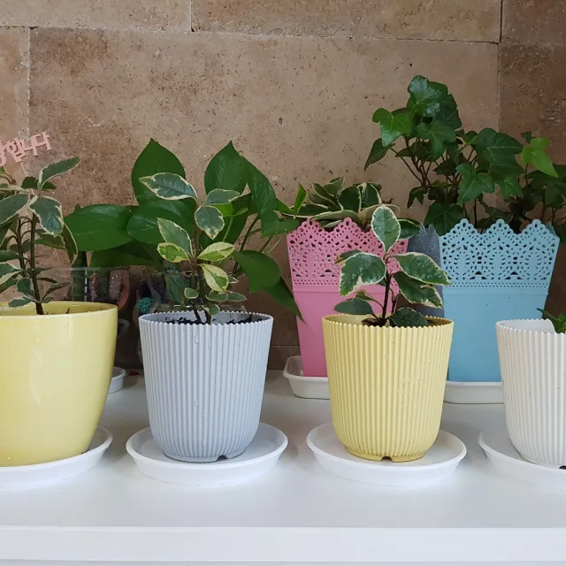 찌로리