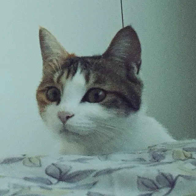 아기오리