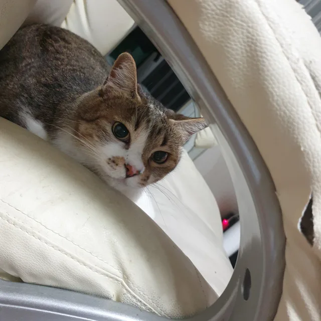 루나핌